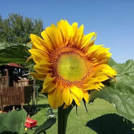 Gasthof Gästehaus Dobida